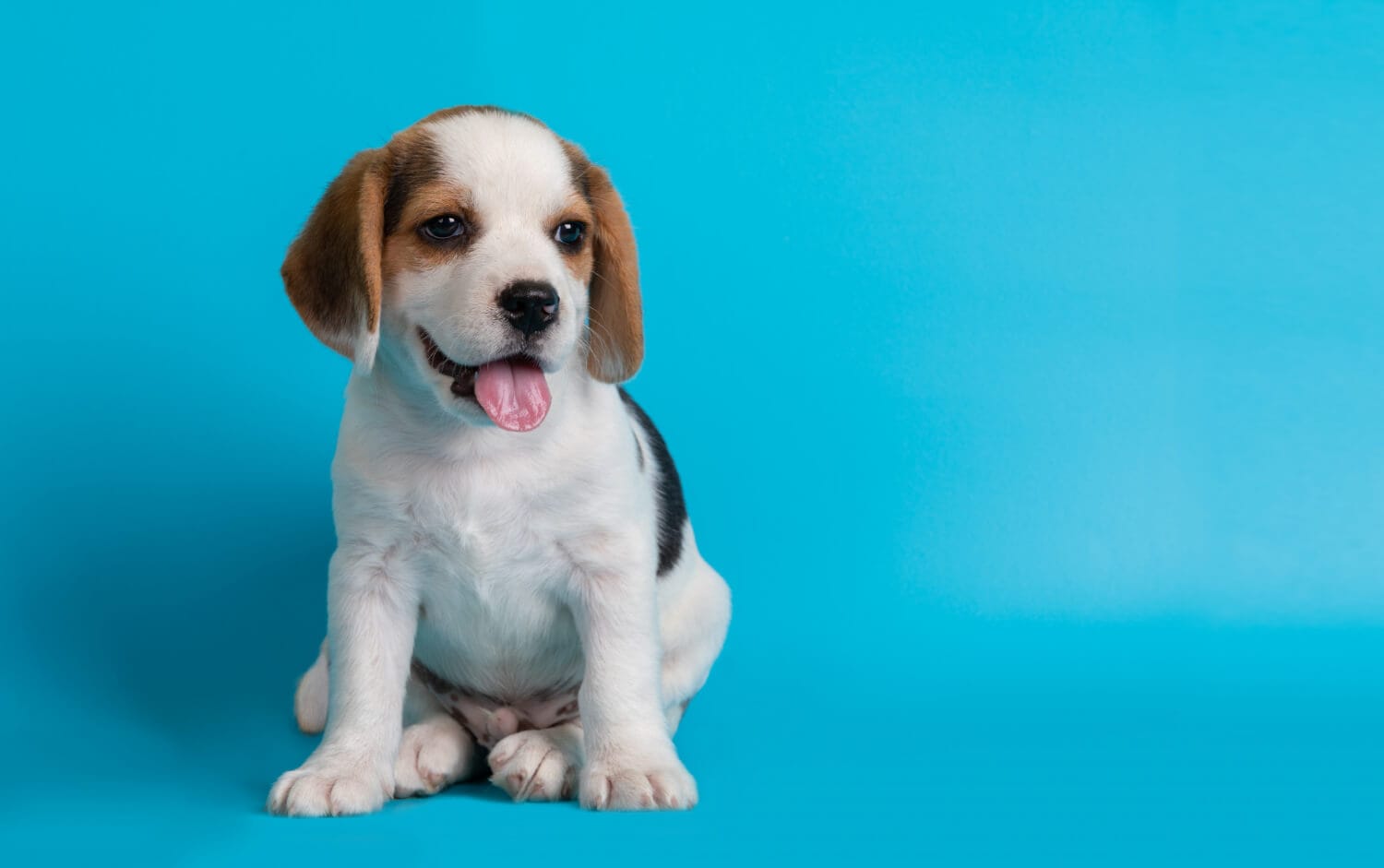 White puppy with flat blue-colored backdrop